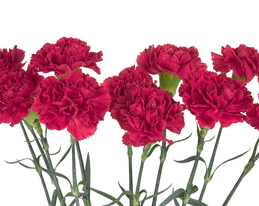 January's Carnation