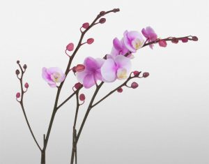 Winter Orchids