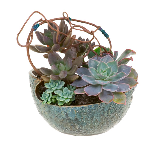 Designing with Succulents