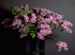 Mother’s Day Lilacs