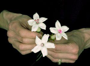 Groom’s Stephanotis Boutonniere