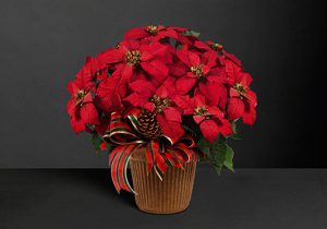 Poinsettia – The Christmas Star