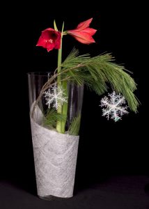 Amaryllis Snowflake