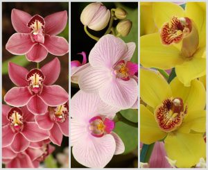 35,000 Varieties Of Orchids And Still Counting…