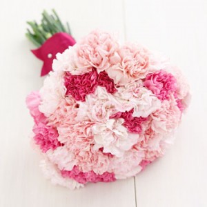 Pink Carnation