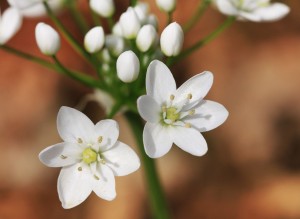 Snowdrops