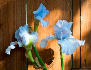 Winter Irises