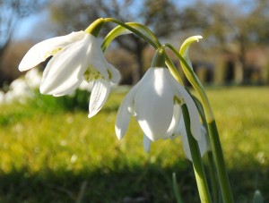 Snow Drop