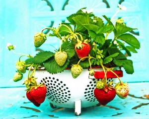 Strawberry plant