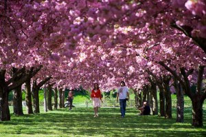 Brooklyn Botanic Garden