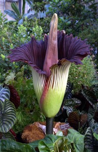 Titan-arum1web