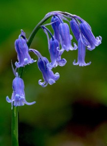 bluebells