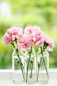 carnations