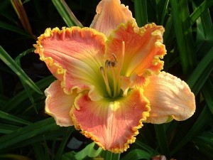 day lilies