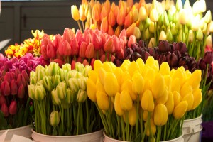 tulips