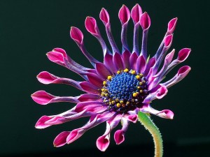 African_daisy_with_studio_lighting