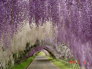 WISTERIA