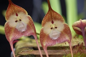 monkey orchid