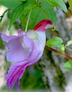 parrot_flower