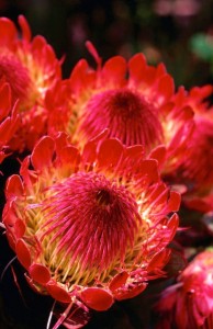 protea