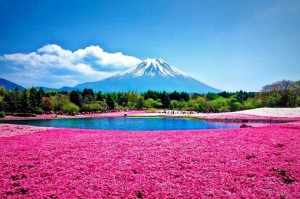 shibazakura_flowers_takinoue_park_3