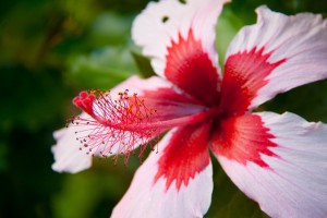 hibiscus