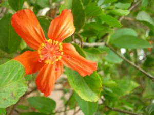 Hibiscus kokio subsp. saintjohnianus