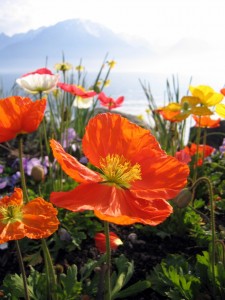 Montreux, Switzerland  Flowers blooming on the waterfront of Lake Geneva, with a vague peek of the Alps in the background.