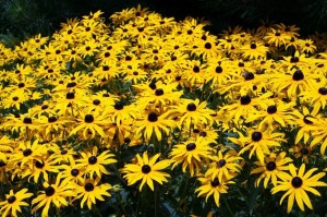 Yellow flowers adding making Obermonten