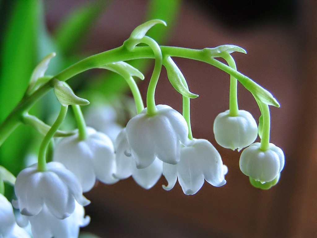 Lily-of-the-Valley