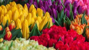 Meaning and Symbolism of Different Colors of Tulip Flowers!