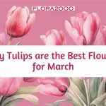 Why Tulips Are The Best Flowers For March?