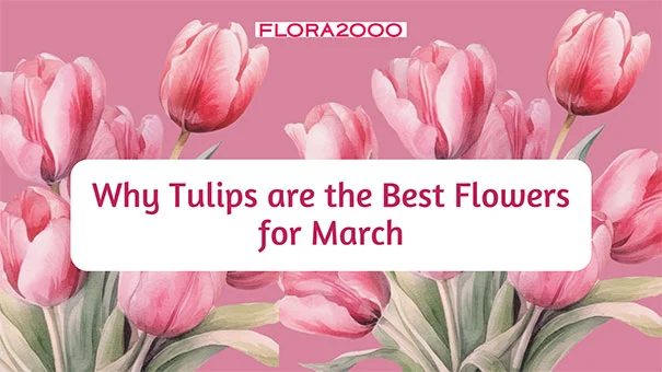 Why Tulips Are The Best Flowers For March?